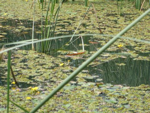 un mic ochi in covorul de lintita