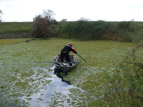 Sebi, croindu-si cu greu drum prin covorul de lintita