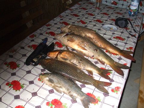 O zi obisnuita : un carasel si de restul ... ciortanei ...