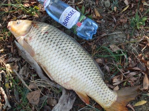 Captura anului (a mea) : 7000 de grame.