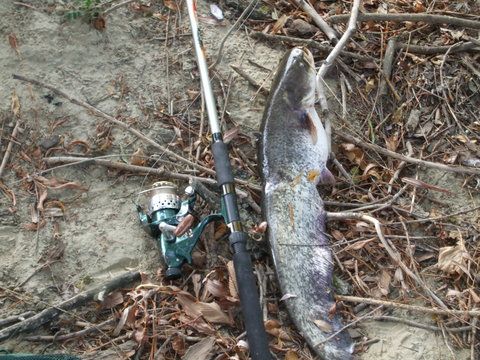 Un somotei incercat, scapat din oarece ochi de plasa...