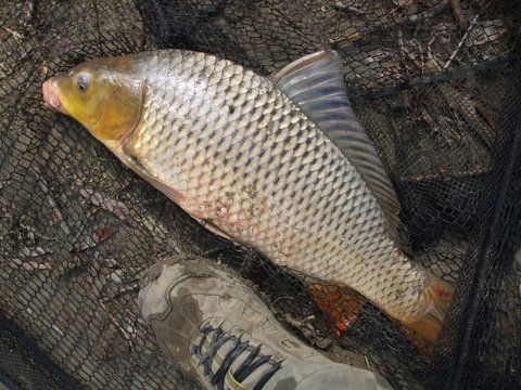 Numar la pantof : 44 ... sexul : barbatesc.