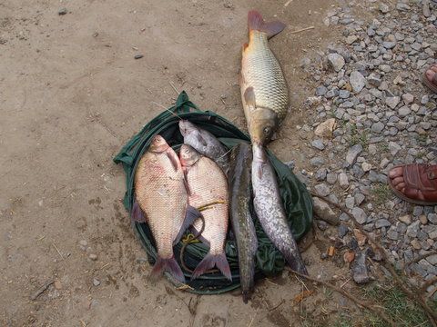 Urmeaza o ciorbita si o plachie.