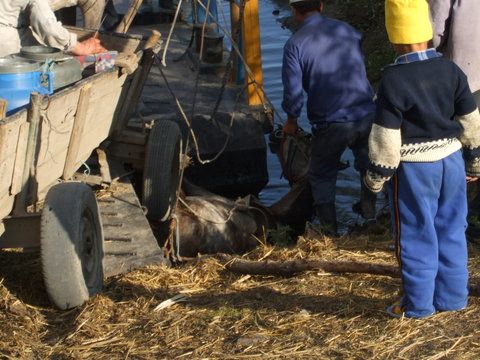 Hai sa salvam ce putem