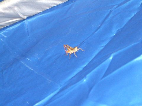 Si a aparut primul &quot;inspector&quot; la receptie.