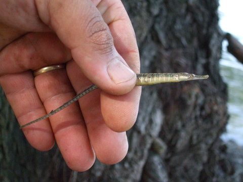 Mana lui Bubu ... vi-l mai aduceti aminte ? Ala cu captura de 16 kg din 2007 ...?