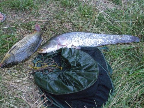 Crapul lui Tomi si restul al meu