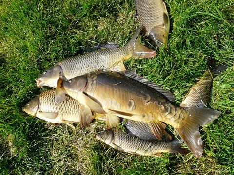 P1100517a.jpg (1.32 MiB) Vizualizat de 5348 ori captura finala