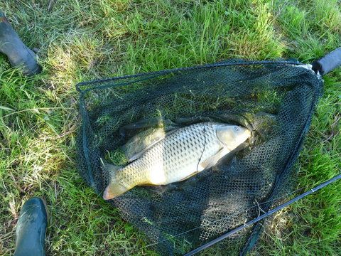 P1100486.JPG (1.46 MiB) Vizualizat de 5348 ori prima captura peste 4 kg babaita