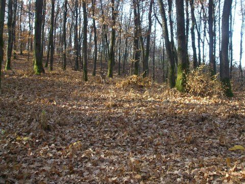 caprioara, draga de ea