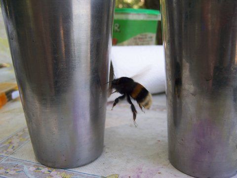 zum zum..zuum..albinuta mea !!!