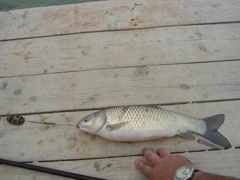 DSC00719 - 1,2 kg.JPG