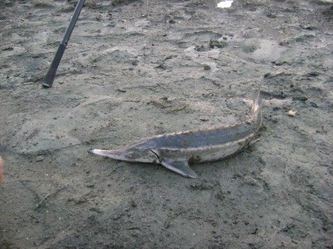 PRIMUL PESTE CARE SA PRINS,A FOST ACEASTA CEGUTA CARE A LUAT IMEDIAT DRUMUL DUNARII