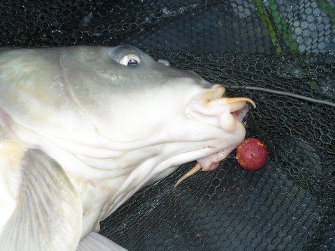 Party Cup Hobaia 2010 (39).jpg